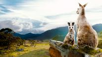 Thung lũng kangaroo Tập Full