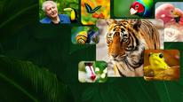 David Attenborough: Sự sống đầy màu sắc Tập 3