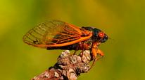 Big Bug Tập Full