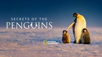 Secrets of the Penguins Tập 3