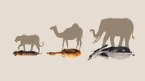 Mammals Tập 1